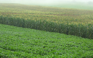 fertilized field